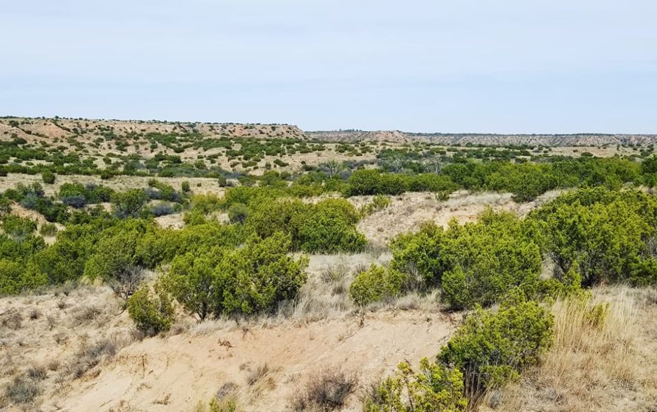 Caper at the Caprock